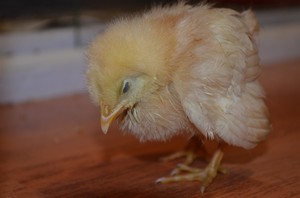 Вздутие живота