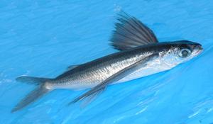 Красивая летучая рыба в движении Летучая рыба в движении