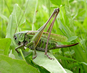 Чем питается зелёный кузнечик и почему стрекочет: всё о его жизни