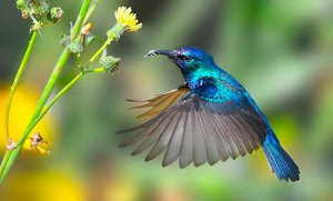 Где обитает колибри