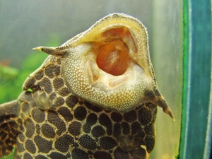 Рот применяется как присоска