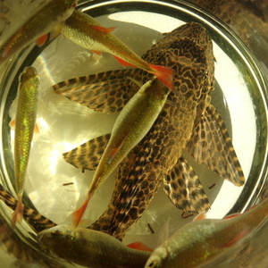 Содержание сома в аквариуме