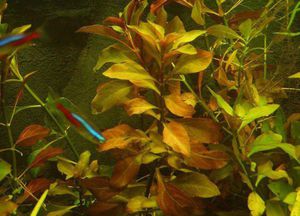 Красная  и зеленая людвигия