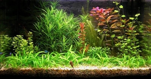 Растения для авариумов