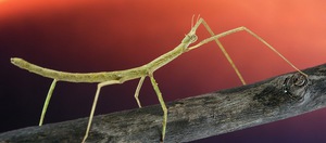 Маскировка палочника