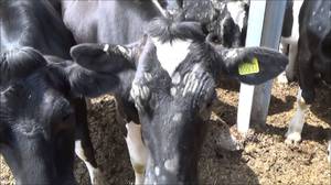 Кожные заболевания 