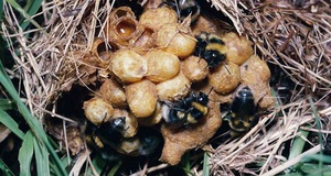 Особенности питания и размножения шмелей