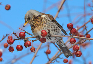 Дрозд-рябинник: описание, образ жизни и особенности птицы