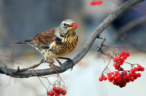 Рябинник с ягодками