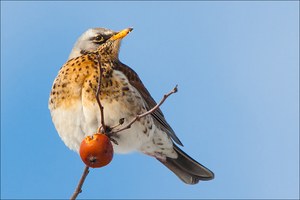 Дрозд, сидящий на ветке