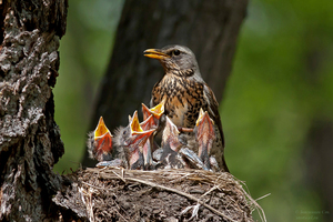 Самка дрозда на гнезде 