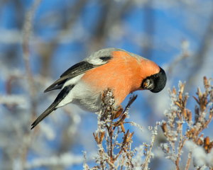 Печая птица