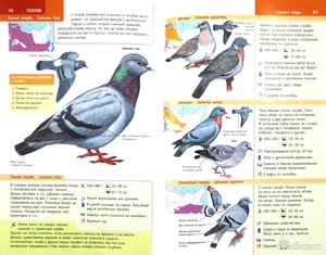 Кочующие птицы