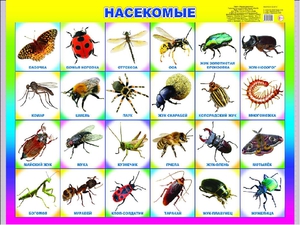 Опасные насекомые