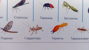Какие существуют насекомые