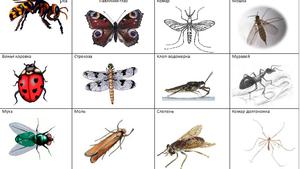 Название жуков насекомых 