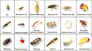 Жуки  пауки и мухи