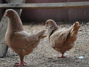 Разнообразие голубиных пород