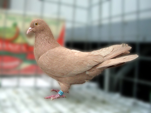 Породы голубей - Высоколетные