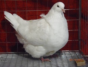 Крупный белый голубь мясной