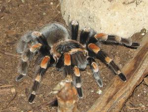 Как выглядит тарантул