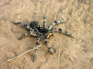 Паук тарантул