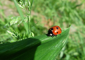 Жук Девы Марии