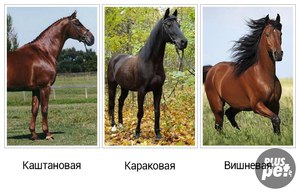 Варианты гнедой масти лошадей