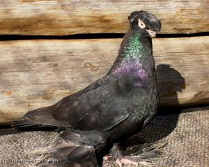 Спаривание голубей