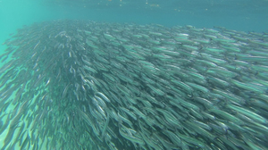 Хамса в море