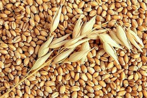 Ячмень для голубей