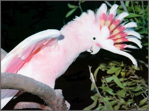 Розовый какаду-описание