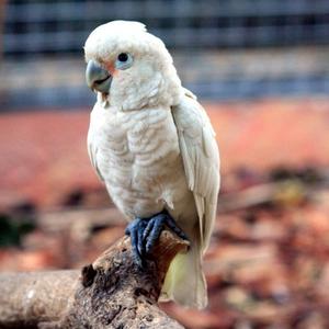 Танимбарский какаду-описание