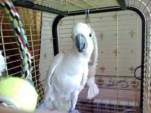 Клетка для какаду