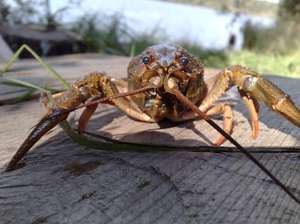 Анатомия речного рака: строение внешних и внутренних органов