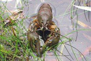 Место обитания 