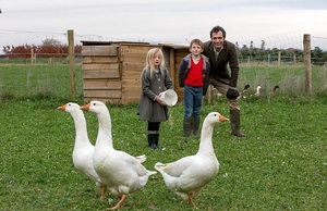 Как разводить гусей дома: пошаговое руководство для начинающих