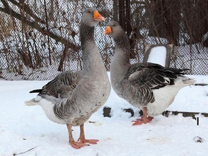 Породы гусей для домашнего разведения и их описание