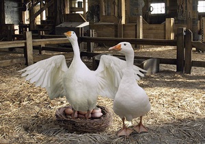 Особенности высиживания яиц гусынями