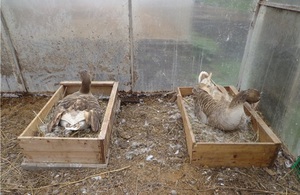 Правила поддержания порядка в гнёздах гусынь-наседок