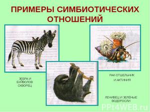 Примеры симбиоза