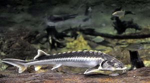 Осетр российский - среда обитания