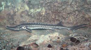 Севрюга и промысел