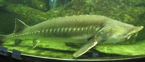 Калуга - отмечена в красной кние