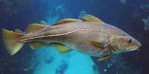 Треска - деликатес