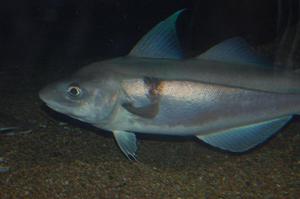 Пикша, размер рыбки