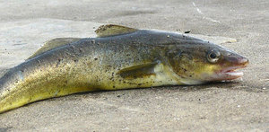 Навага на берегу