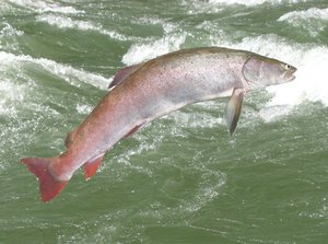 Таймень в естественной среде