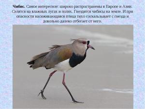 Питание птицы чибис