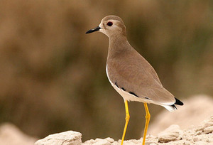 Как выглядит птицы чибис